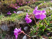 07 Primula glaucescens Moretti - Primula lombarda